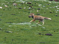 adult black_nose color day eyes_open facing_side full_body grass gray_fur holding_something image mountains mouth_open orange_eyes photo prey running single snow standing sunny tan_fur tibetan_fox vulpes white_fur white_tail_tip wild winter_coat // 2048x1536 // 2.5MB