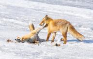 adult black_nose eyes_open facing_side facing_towards image mouth_closed multiple muzzle_mark on_side orange_eyes red_fox red_fur snow standing sunny tail_raised teeth vulpes white_fur white_tail_tip wild // 2048x1298 // 710KB