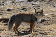 adult black_nose color day eyes_open facing_towards full_body gray_fur image mountains mouth_closed orange_eyes outdoors photo single standing sunny tan_fur tibetan_fox vulpes white_fur wild // 2850x1899 // 2.6MB