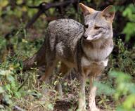 adult black_nose black_tail_tip color day eyes_open facing_towards full_body gray_fur image lycalopex mouth_closed orange_eyes outdoors photo sechuran_fox single standing sunny white_fur wild // 1422x1167 // 841KB