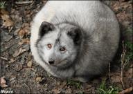 adult arctic_fox captivity day eyes_open fat image photo single vulpes // 844x601 // 99KB