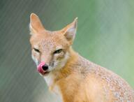 adult black_nose captivity color day eating eyes_open facing_towards gray_fur image licking mlem mouth_open orange_eyes partial_body photo portrait single sitting summer_coat swift_fox tan_fur tongue vulpes white_fur zoo // 2924x2224 // 672KB