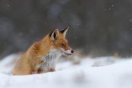 adult black_nose color day eyes_open facing_side full_body image licking mlem mouth_open no_muzzle_mark orange_eyes photo red_fox red_fur single sitting snow still sunny tongue vulpes white_fur wild winter_coat // 960x641 // 109KB