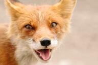 adult black_nose close_up cloudy color day eyes_open facing_towards forest image mouth_open muzzle_mark orange_eyes panting partial_body photo portrait red_fox red_fur shedding single standing staring teeth tongue vulpes white_fur wild // 1280x853 // 83KB