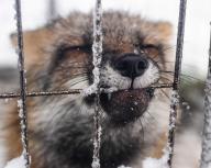 adult black_nose captivity close_up color day eyes_closed facing_towards funny image mouth_closed muzzle_mark outdoors partial_body photo playing portrait red_fox red_fur single snow snowing teeth vulpes white_fur winter_coat // 901x720 // 143KB