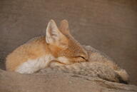 adult black_nose black_tail_tip captivity color curled day eyes_open facing_side full_body gray_fur image indoors mouth_closed orange_eyes photo single summer_coat swift_fox tan_fur vulpes white_fur zoo // 3872x2592 // 3.7MB