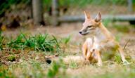 adult black_nose black_tail_tip captivity color day eyes_open facing_side full_body grass gray_fur image mouth_closed orange_eyes photo scratching single sitting staring summer_coat sunny swift_fox tan_fur vulpes white_fur zoo // 4319x2501 // 1.4MB