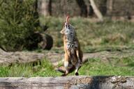 adult black_nose captivity color day eating eyes_closed facing_up full_body grass holding_something image large_muzzle_mark mouth_closed orange_eyes photo red_fox red_fur single standing_biped sunny vulpes white_fur white_tail_tip zoo // 5184x3456 // 4.2MB