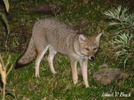 adult black_nose black_tail_tip eyes_open facing_towards full_body grass gray_fur lycalopex mouth_closed night orange_eyes pampas_fox red_fur single standing staring summer_coat wild // 3456x2592 // 2.6MB