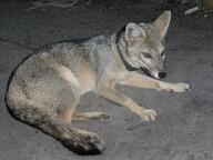 adult black_nose black_tail_tip color eyes_open facing_side full_body gray_fur hoary_fox image lycalopex mouth_closed night on_side on_stomach orange_eyes outdoors photo single tan_fur wild // 1024x768 // 179KB