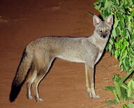 adult black_nose black_tail_tip color day desert eyes_open facing_towards full_body gray_fur hoary_fox image lycalopex mouth_closed outdoors photo single standing tan_fur wild // 2048x1642 // 2.7MB