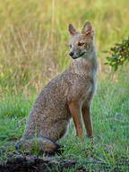 adult black_nose black_tail_tip day eyes_open facing_side full_body grass gray_fur lycalopex mouth_closed orange_eyes pampas_fox red_fur single sitting staring summer_coat sunny wild // 2891x3854 // 3.4MB