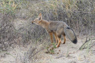 adult black_nose black_tail_tip day desert eyes_open facing_side full_body gray_fur lycalopex mouth_closed orange_eyes pampas_fox red_fur single sniffing standing summer_coat sunny wild // 600x400 // 349KB