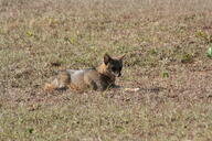 adult black_nose color day eyes_open facing_towards full_body grass gray_fur hoary_fox image lycalopex mouth_closed on_stomach orange_eyes outdoors photo single tan_fur wild // 3456x2304 // 4.4MB