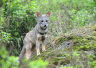 adult black_nose black_tail_tip color day eyes_open facing_towards forest full_body gray_fur image lycalopex mouth_closed orange_eyes outdoors photo sechuran_fox single standing sunny white_fur wild // 3643x2603 // 1.9MB