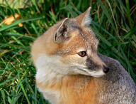 adult black_nose captivity color day eyes_open facing_side grass gray_fur image mouth_closed orange_eyes partial_body photo portrait single sitting staring swift_fox tan_fur vulpes white_fur winter_coat zoo // 3008x2292 // 6.7MB