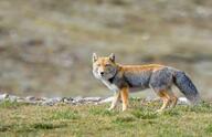 adult black_nose color day eyes_open facing_towards full_body grass gray_fur image mountains mouth_closed orange_eyes photo single standing staring sunny tan_fur tibetan_fox vulpes white_tail_tip wild winter_coat // 1856x1200 // 510KB