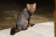 adult color darwin's_fox eyes_open facing_towards full_body gray_fur image lycalopex mouth_closed night orange_eyes photo single sitting urban wild // 2048x1365 // 1.8MB