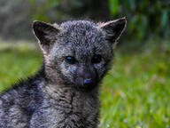 black_fur cerdocyon color crab-eating_fox day eyes_open facing_towards grass gray_fur image jumping licking mouth_closed outdoors partial_body photo portrait single wild young // 2048x1536 // 742KB