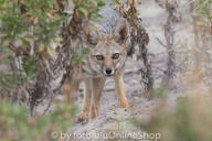 adult black_nose black_tail_tip day desert eyes_open facing_towards full_body gray_fur lycalopex mouth_closed orange_eyes pampas_fox red_fur single standing staring summer_coat sunny wild // 600x400 // 214KB