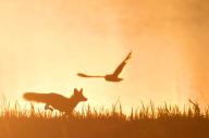 adult color facing_side full_body grass image photo red_fox running single sunny twilight vulpes wild // 1720x1144 // 226KB