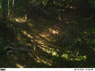 adult black_nose black_tail_tip color day eyes_closed facing_side forest full_body grass gray_fur image lycalopex mouth_closed on_side pampas_fox photo red_fur single sleeping summer_coat sunny wild // 3264x2448 // 1.2MB