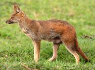 adult black_nose color day eyes_open facing_side full_body grass gray_fur hoary_fox image lycalopex mouth_closed orange_eyes outdoors photo single standing tan_fur wild // 1462x1088 // 462KB