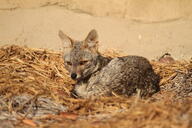 adult black_nose black_tail_tip captivity color curled day eyes_open facing_towards full_body gray_fur image lycalopex mouth_closed on_stomach orange_eyes outdoors photo sechuran_fox single sunny white_fur zoo // 5184x3456 // 7.3MB