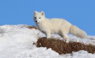 adult arctic_fox day eyes_open image photo single snow standing vulpes // 1599x995 // 288KB