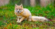 adult black_nose black_tail_tip captivity color day eyes_open facing_towards full_body grass gray_fur image mouth_closed orange_eyes photo single sitting staring swift_fox tan_fur vulpes white_fur winter_coat zoo // 4689x2479 // 1.7MB