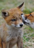 adult black_nose close_up cloudy color day eyes_open facing_away facing_towards grass grooming image mouth_closed mouth_open multiple muzzle_mark orange_eyes partial_body photo portrait red_fox red_fur sitting summer_coat teeth vulpes white_fur wild wink young // 1357x1887 // 537KB