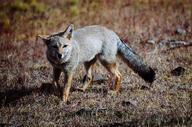 adult black_nose black_tail_tip day eyes_open facing_towards full_body grass gray_fur lycalopex mouth_closed orange_eyes pampas_fox red_fur single standing summer_coat sunny walking wild // 2048x1357 // 1.3MB