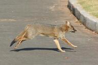 adult black_nose black_tail_tip color day eyes_open facing_side full_body gray_fur hoary_fox image lycalopex mouth_closed orange_eyes outdoors photo running single tan_fur urban wild // 2511x1674 // 1.1MB