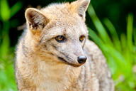 adult black_nose color day eyes_open facing_side grass gray_fur hoary_fox image lycalopex mouth_closed orange_eyes outdoors partial_body photo single staring sunny tan_fur wild // 4288x2848 // 8.8MB