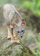 adult black_nose black_tail_tip color day eyes_open facing_towards full_body gray_fur image lycalopex mouth_closed orange_eyes outdoors photo sechuran_fox single standing white_fur wild // 2192x3072 // 1.1MB