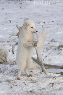 adult arctic_fox black_nose eyes_open facing_side full_body image mouth_closed orange_eyes outdoors single snow standing_biped vulpes white_fur white_tail_tip wild winter_coat // 467x700 // 109KB