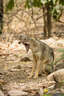 adult black_nose color day eyes_closed facing_towards forest full_body gray_fur image lycalopex mouth_open orange_eyes outdoors photo sechuran_fox single sitting sunny teeth tongue white_fur wild yawning // 1320x1980 // 780KB