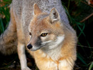 adult black_nose captivity color day eyes_open facing_towards full_body grass gray_fur image mouth_closed orange_eyes photo single standing staring stretching swift_fox tan_fur vulpes white_fur winter_coat zoo // 3264x2448 // 2.6MB