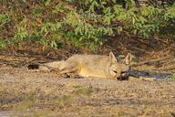 adult bengal_fox black_nose color day desert eyes_open facing_towards image mouth_closed on_stomach outdoors photo single summer_coat tan_fur vulpes wild // 1483x989 // 1.0MB