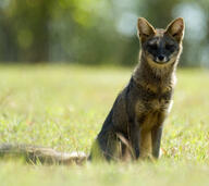 adult black_nose color day eyes_open facing_towards full_body grass gray_fur hoary_fox image lycalopex mouth_closed orange_eyes outdoors photo single sitting tan_fur wild // 2048x1826 // 453KB