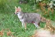 adult black_nose black_tail_tip day eyes_open facing_side full_body grass gray_fur lycalopex mouth_closed orange_eyes pampas_fox red_fur single standing staring summer_coat sunny wild // 800x533 // 82KB