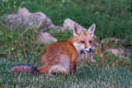 adult black_nose color eating eyes_open facing_towards full_body grass holding_something image mouth_closed muzzle_mark orange_eyes photo prey red_fox red_fur single summer_coat vulpes white_fur white_tail_tip wild // 1600x1067 // 443KB