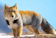 adult black_nose color day eyes_open facing_towards full_body gray_fur image mountains mouth_closed orange_eyes photo single snow standing staring sunny tan_fur tibetan_fox vulpes white_fur white_tail_tip wild winter_coat // 724x486 // 40KB