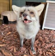 adult captivity eyes_open facing_towards gray_nose image indoors marble_fox mottled_nose mouth_open orange_eyes partial_body pink_nose portrait red_fox single standing staring summer_coat teeth tongue vulpes white_fur zoo // 1440x1457 // 163KB