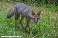 adult black_nose black_tail_tip color day eyes_open facing_towards full_body grass gray_fur hoary_fox image lycalopex mouth_closed orange_eyes outdoors photo single tan_fur walking wild // 2048x1366 // 653KB