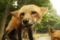 adult black_nose close_up color day eyes_closed eyes_open facing_towards forest image mouth_closed multiple muzzle_mark orange_eyes partial_body photo portrait red_fox red_fur sniffing standing staring summer_coat sunny vulpes white_fur wild zoo // 1200x799 // 110KB