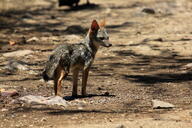 adult black_nose black_tail_tip color day eyes_open facing_side full_body gray_fur image lycalopex mouth_closed orange_eyes outdoors photo sechuran_fox single standing sunny white_fur wild // 5184x3456 // 4.5MB