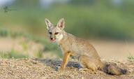 adult bengal_fox black_nose color day desert eyes_open facing_towards image mouth_closed outdoors photo single standing summer_coat tan_fur vulpes wild // 2047x1205 // 603KB