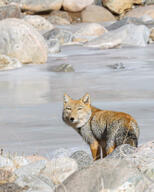 adult black_nose color day eyes_open facing_towards full_body gray_fur image mouth_closed orange_eyes outdoors photo single standing sunny tan_fur tibetan_fox vulpes water wild // 1641x2048 // 952KB