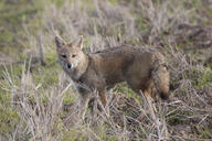 adult black_nose black_tail_tip color day eyes_open facing_towards full_body grass gray_fur image lycalopex mouth_closed orange_eyes pampas_fox photo red_fur single standing staring summer_coat sunny wild // 6708x4472 // 12MB